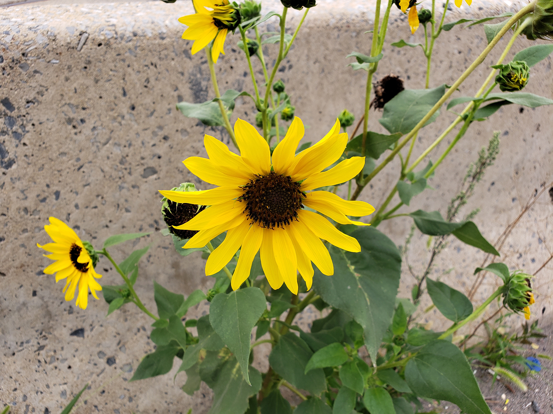 Sunflowers growing out of Columbus Boulevard