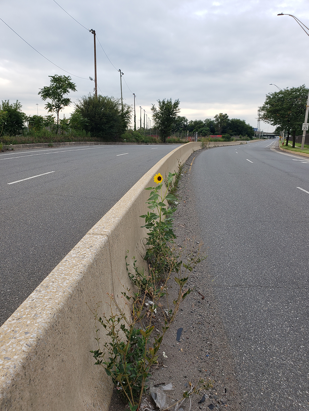 Sunflowers growing out of Columbus Boulevard