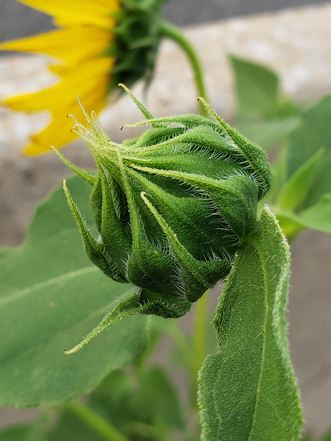 Sunflowers growing out of Columbus Boulevard