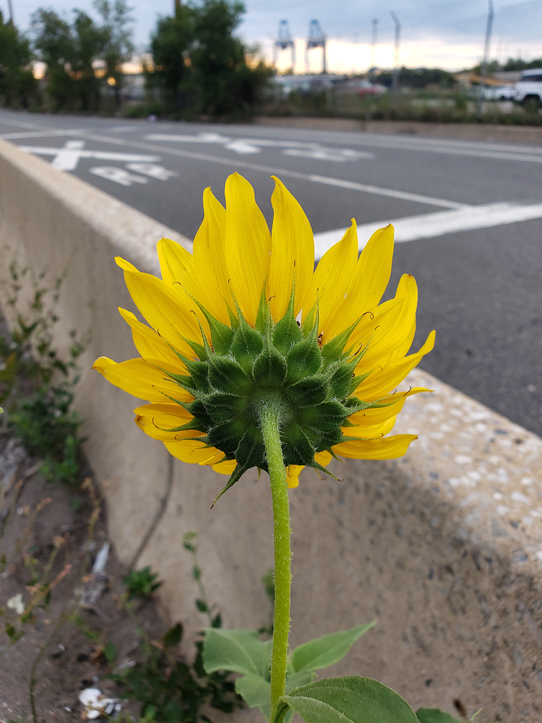 Sunflowers growing out of Columbus Boulevard
