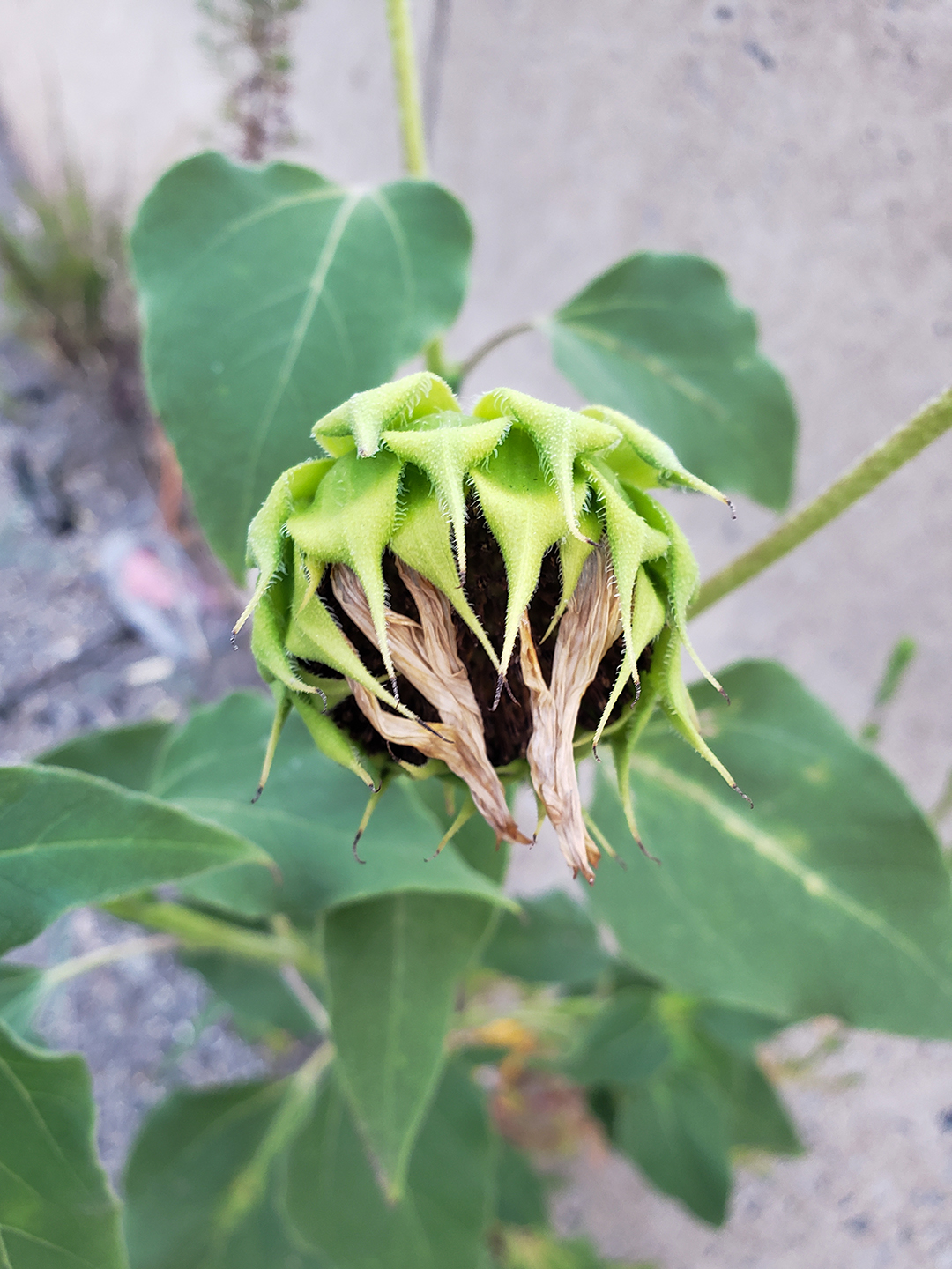 Sunflowers growing out of Columbus Boulevard