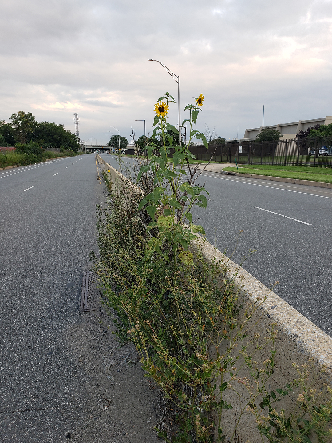Sunflowers growing out of Columbus Boulevard