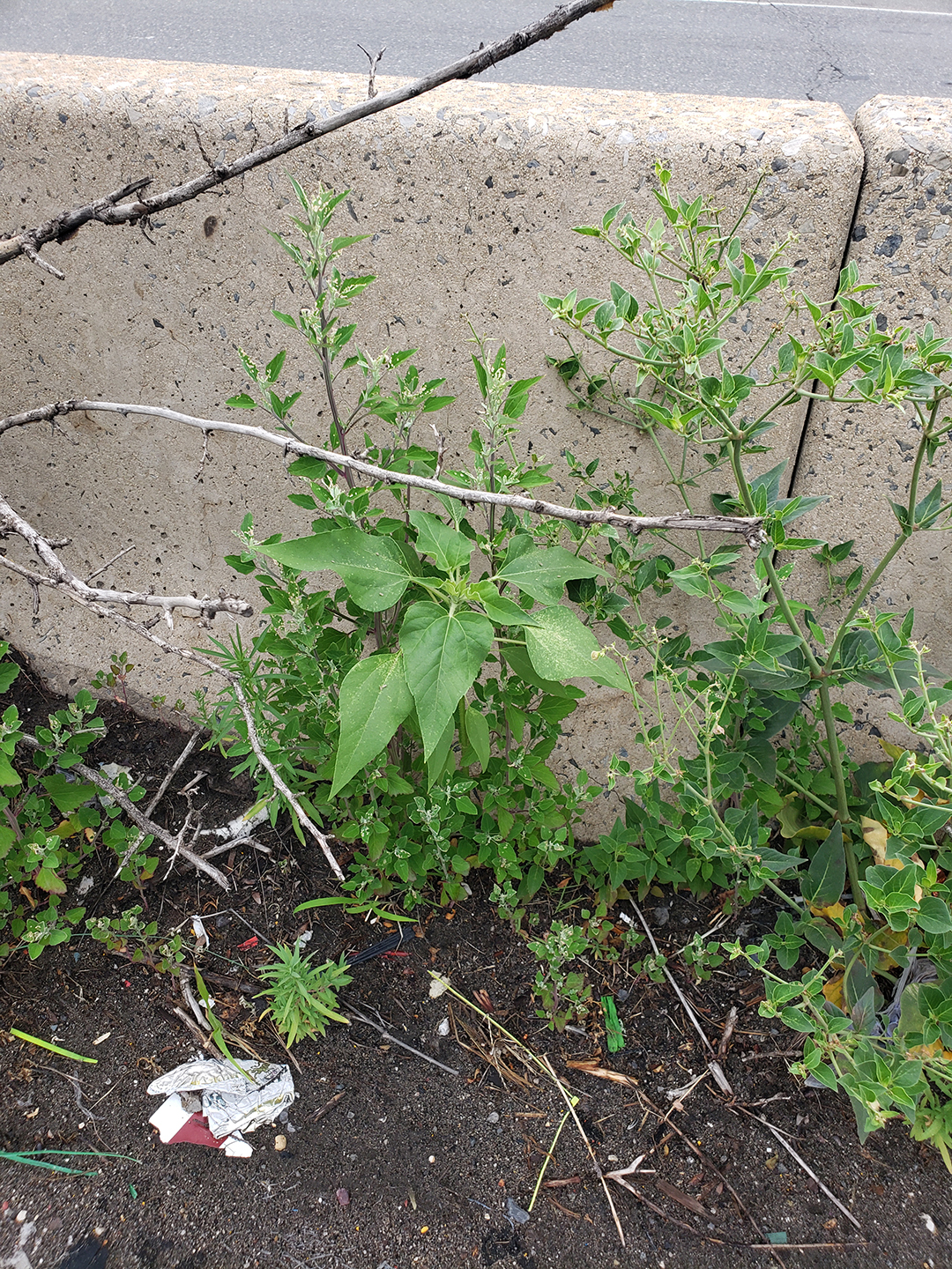 Sunflowers growing out of Columbus Boulevard