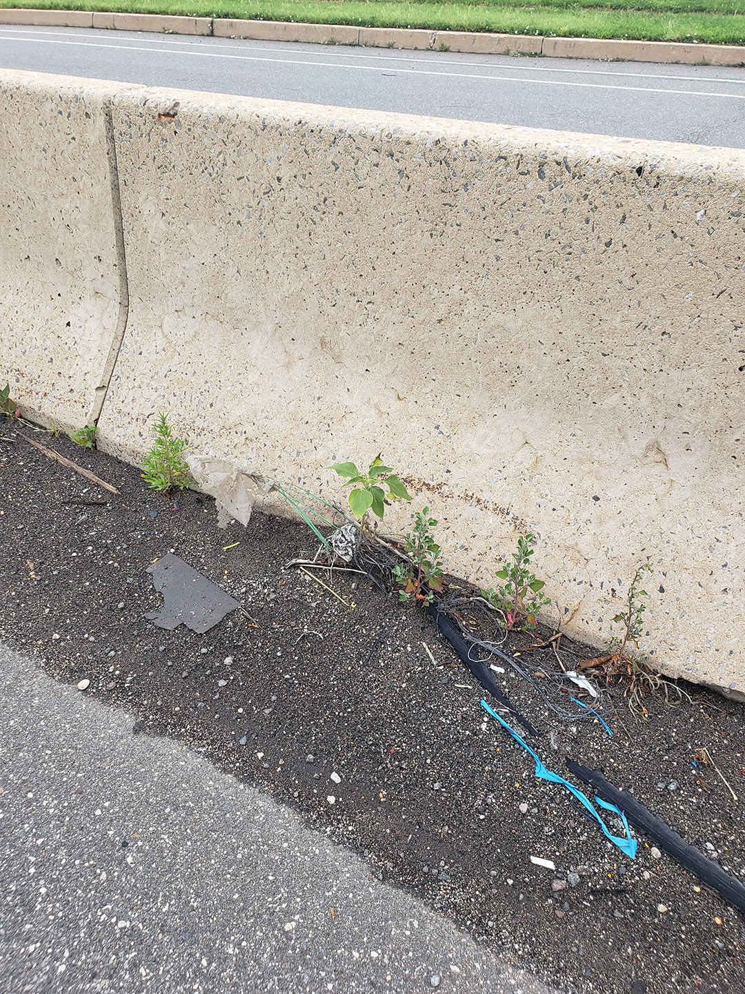 Sunflowers growing out of Columbus Boulevard