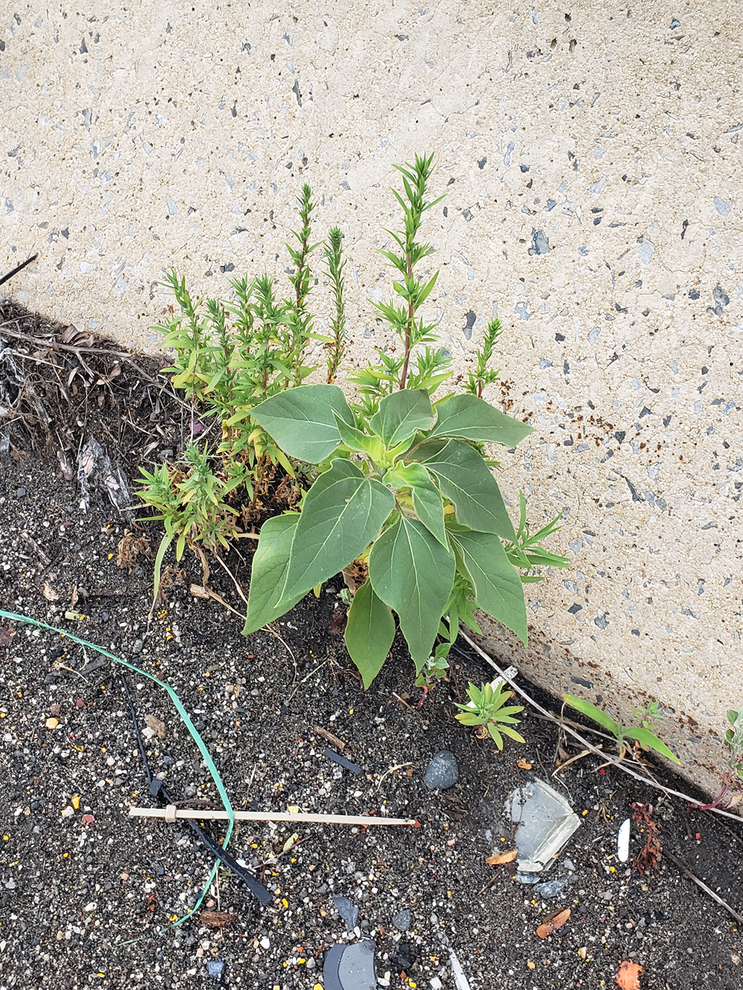 Sunflowers growing out of Columbus Boulevard