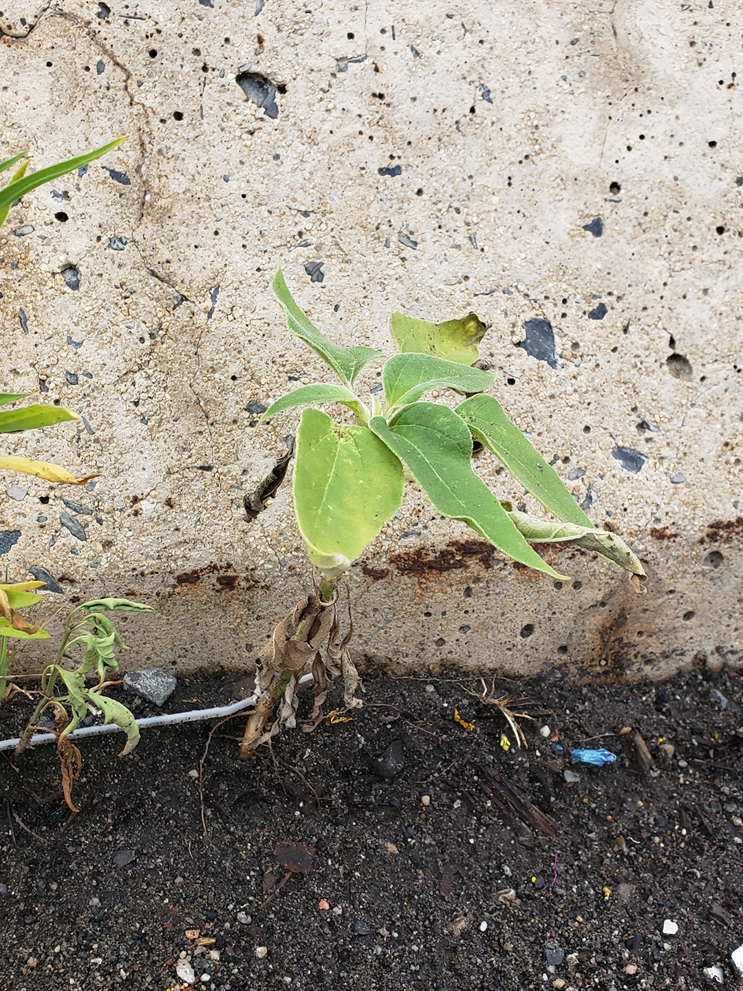 Sunflowers growing out of Columbus Boulevard