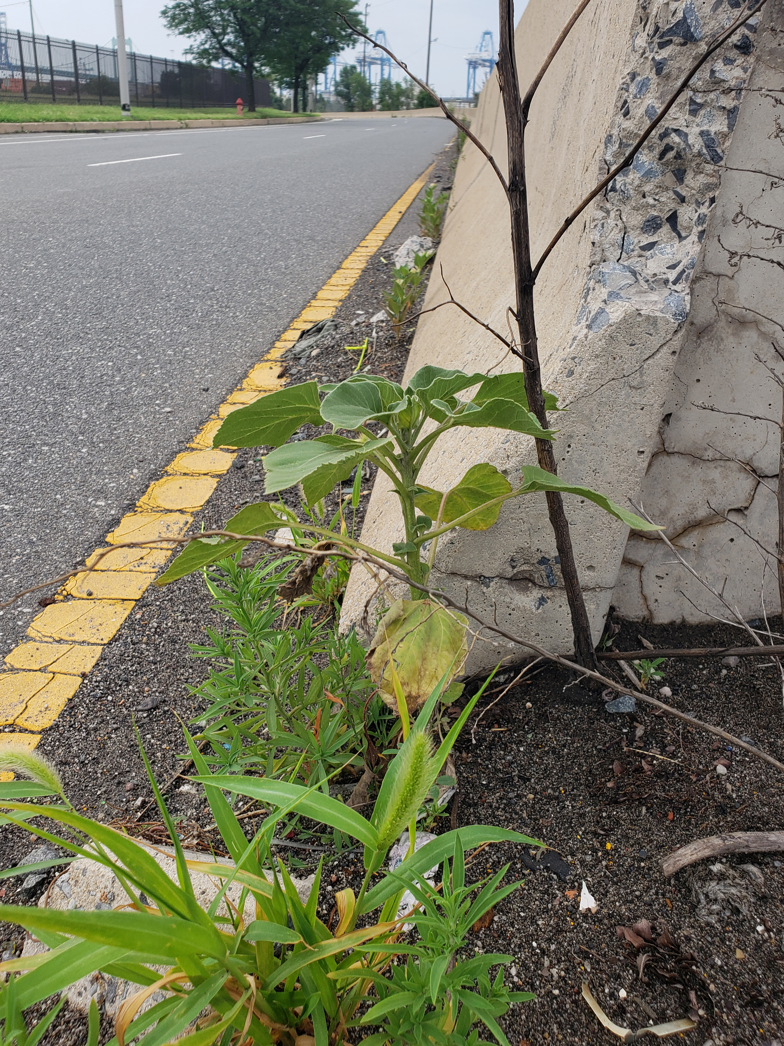 Sunflowers growing out of Columbus Boulevard