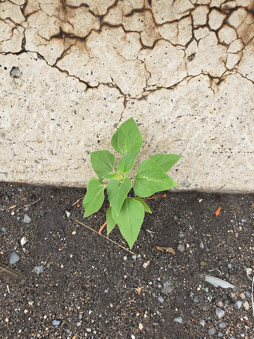 Sunflowers growing out of Columbus Boulevard