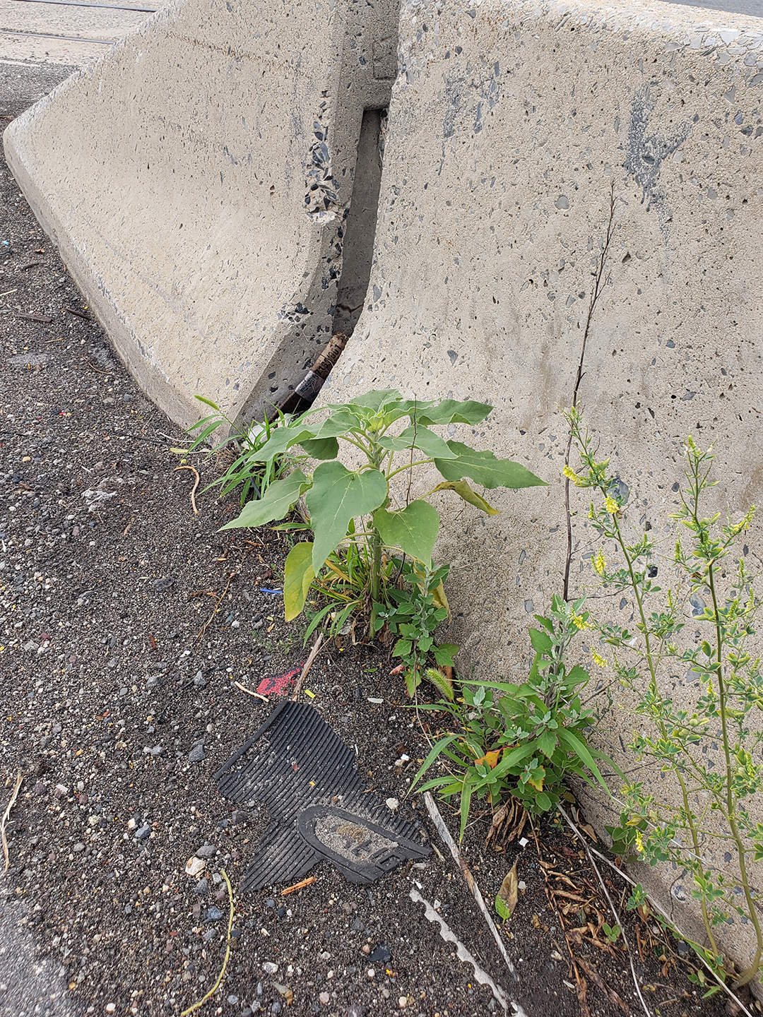 Sunflowers growing out of Columbus Boulevard