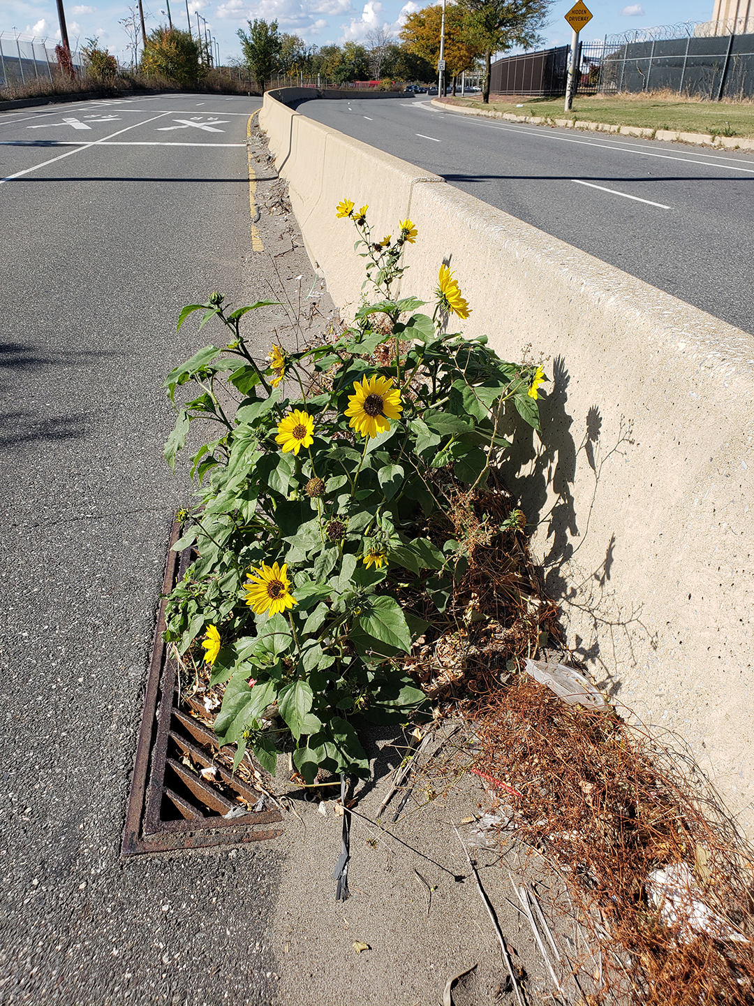 Sunflowers growing out of Columbus Boulevard