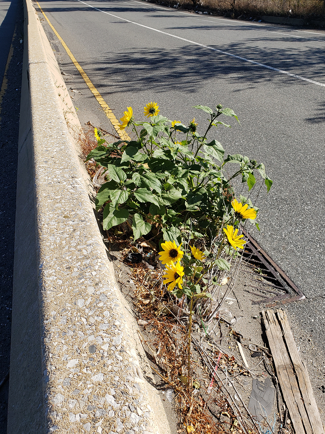 Sunflowers growing out of Columbus Boulevard