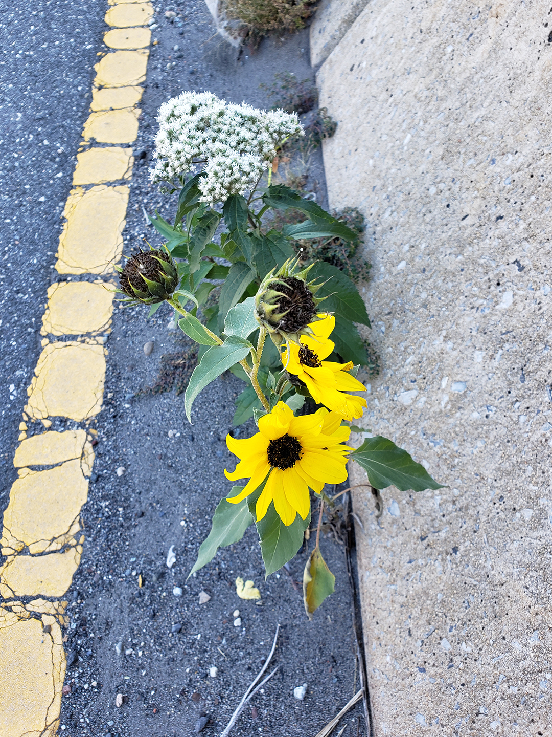 Sunflowers growing out of Columbus Boulevard