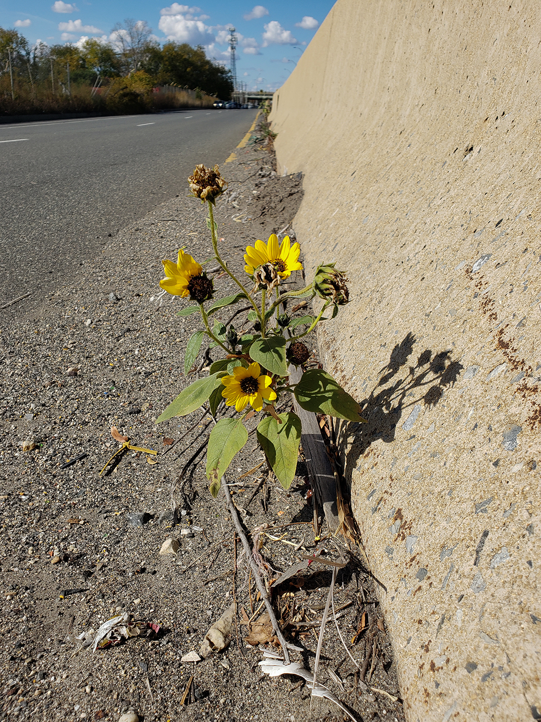 Sunflowers growing out of Columbus Boulevard