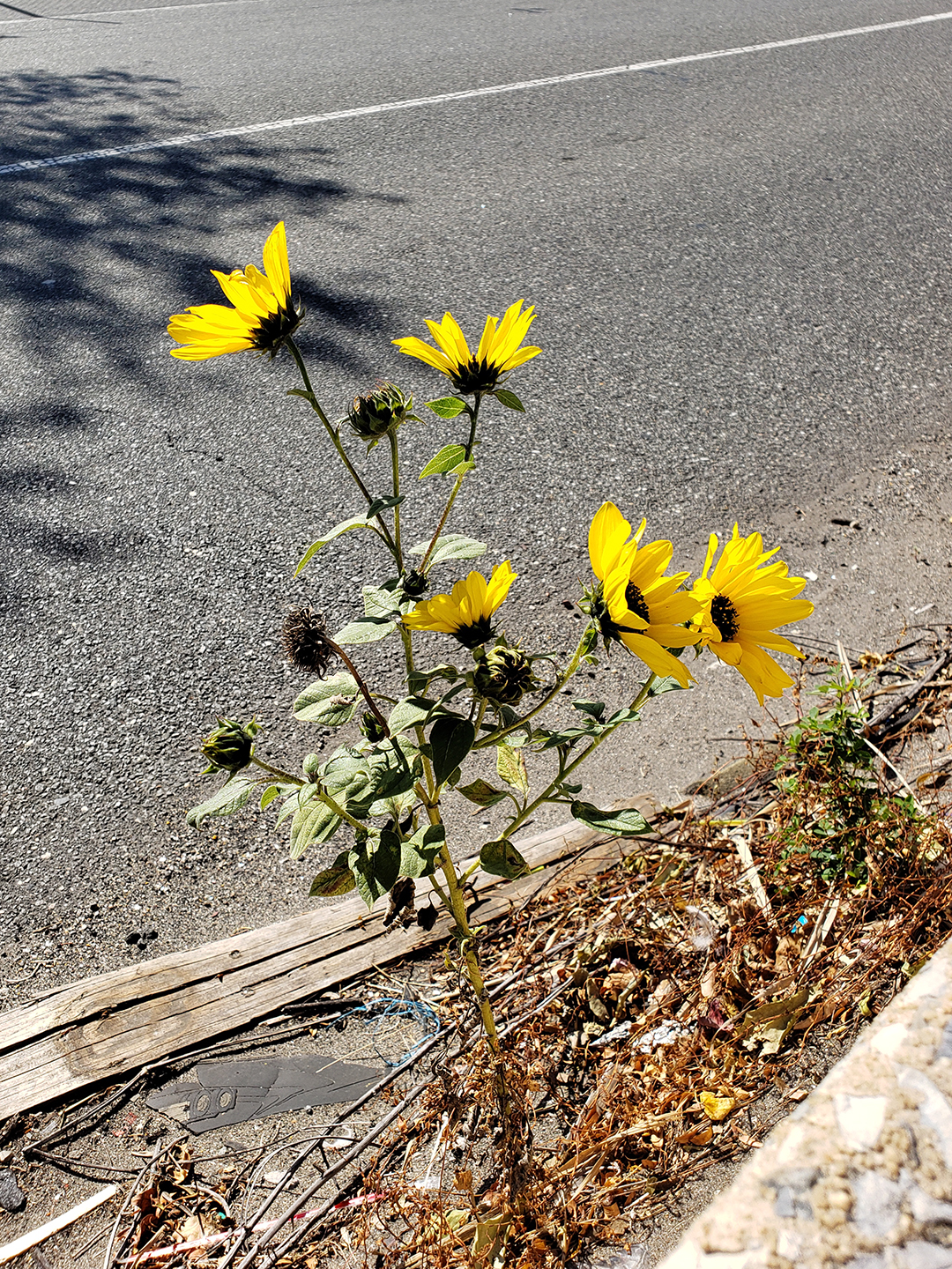 Sunflowers growing out of Columbus Boulevard
