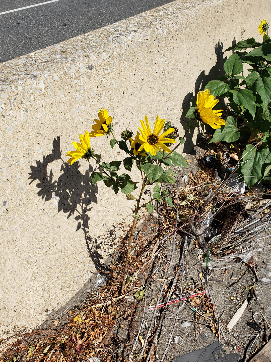 Sunflowers growing out of Columbus Boulevard