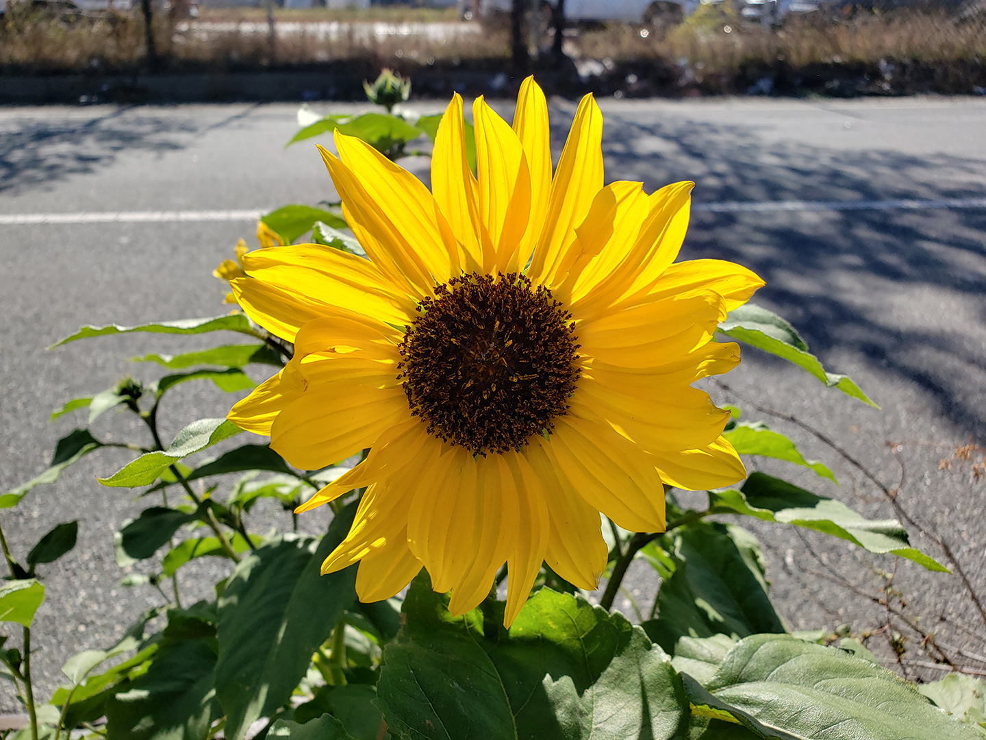 Sunflowers growing out of Columbus Boulevard