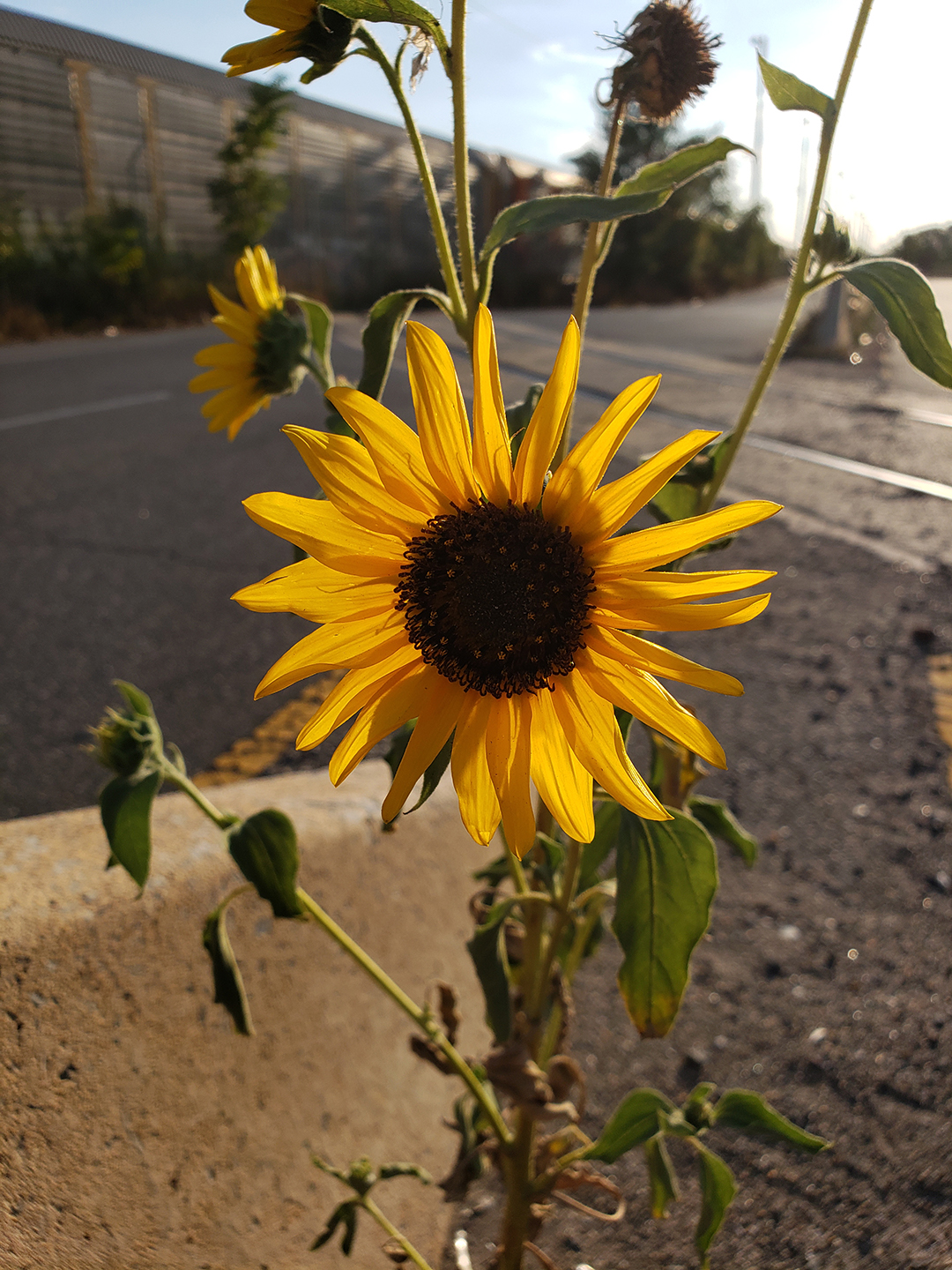 Sunflowers growing out of Columbus Boulevard