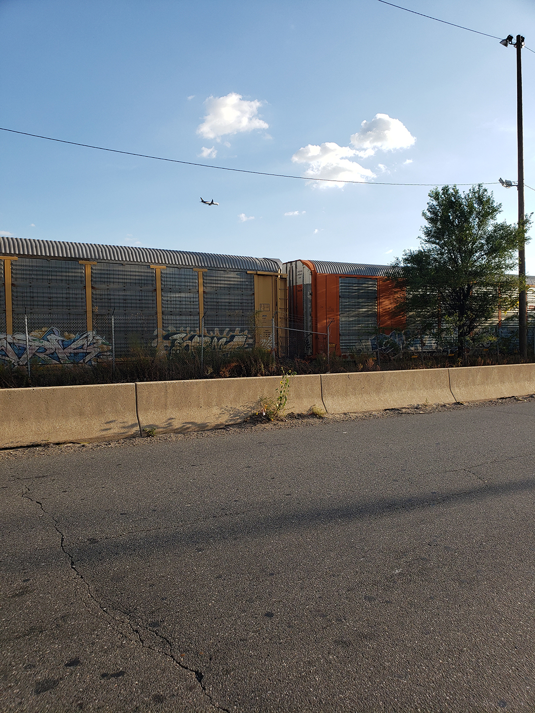 Sunflowers growing out of Columbus Boulevard
