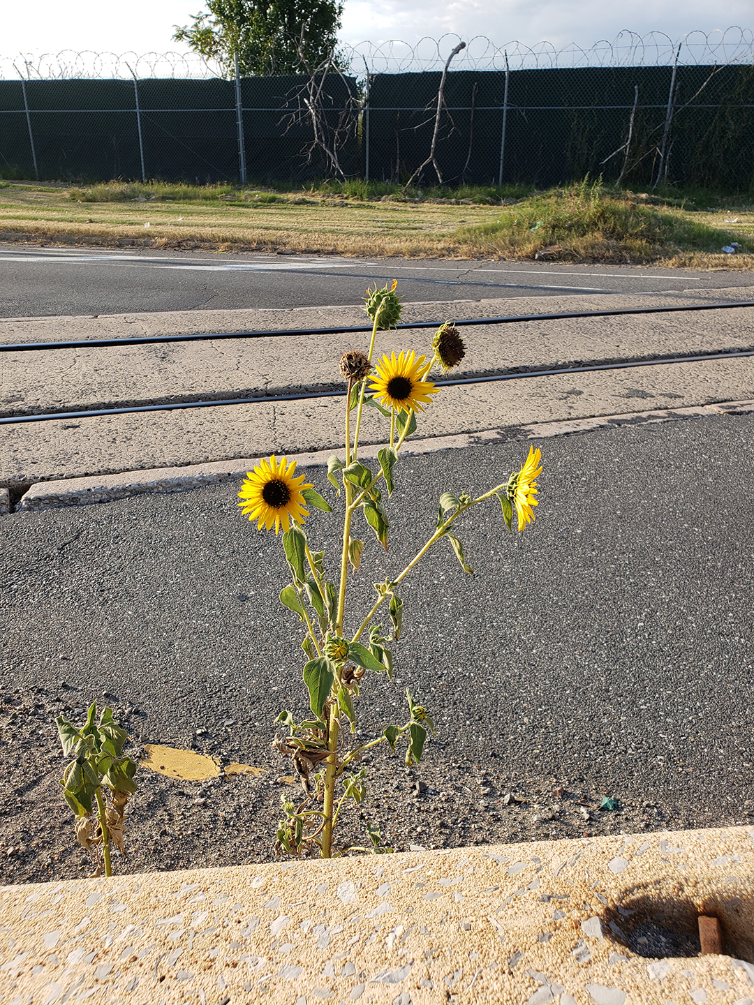 Sunflowers growing out of Columbus Boulevard