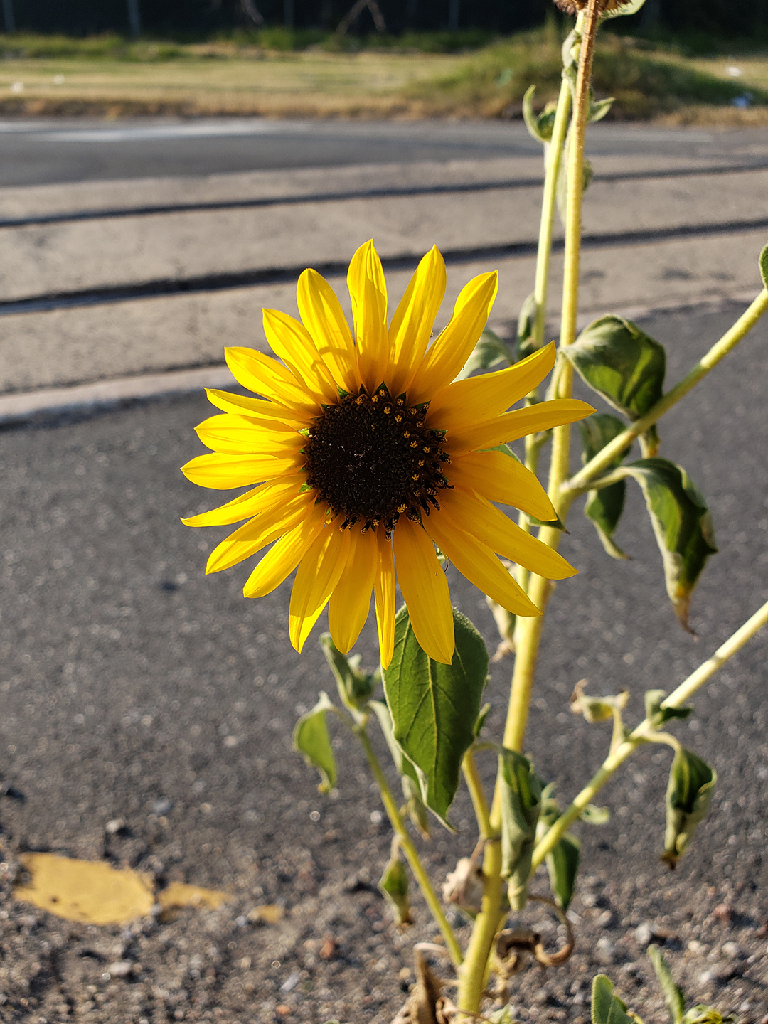 Sunflowers growing out of Columbus Boulevard