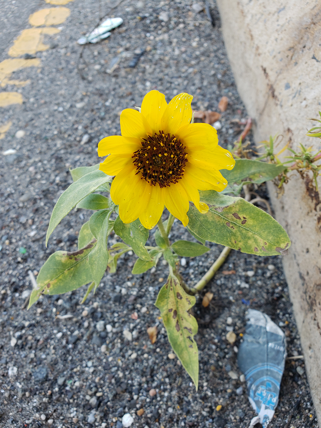Sunflowers growing out of Columbus Boulevard