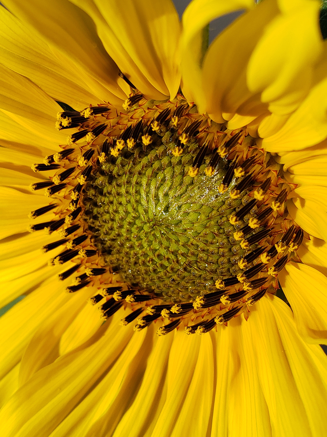 Sunflowers growing out of Columbus Boulevard