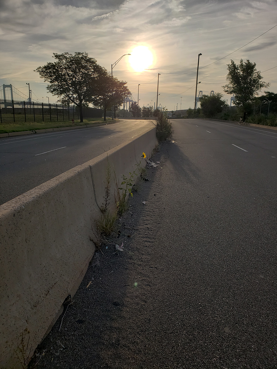 Sunflowers growing out of Columbus Boulevard