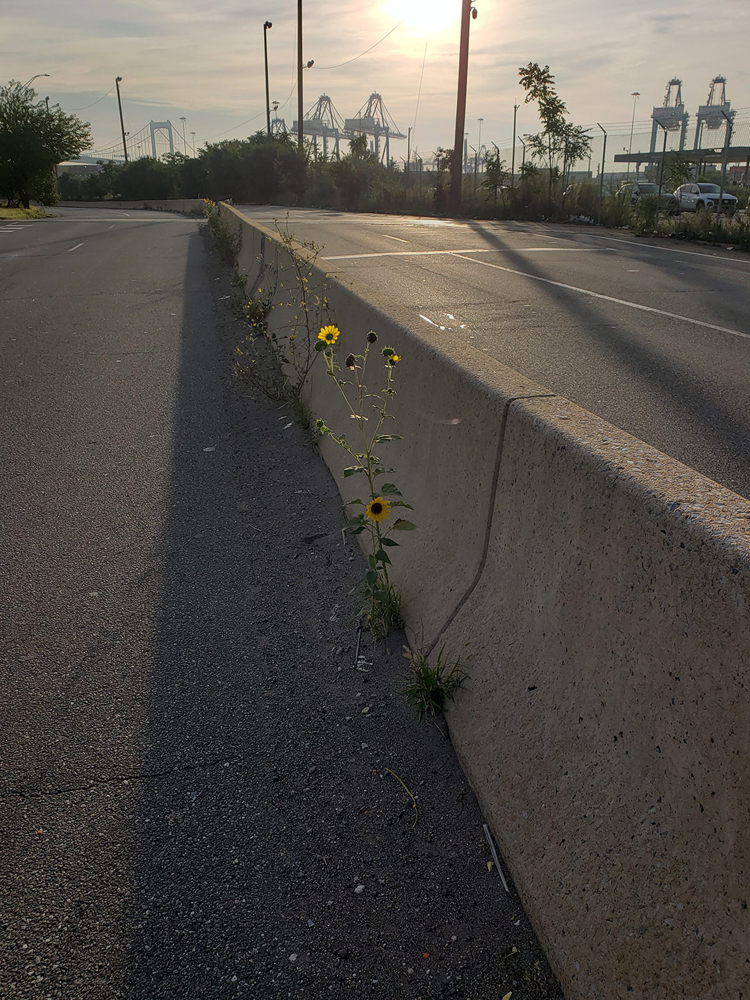 Sunflowers growing out of Columbus Boulevard