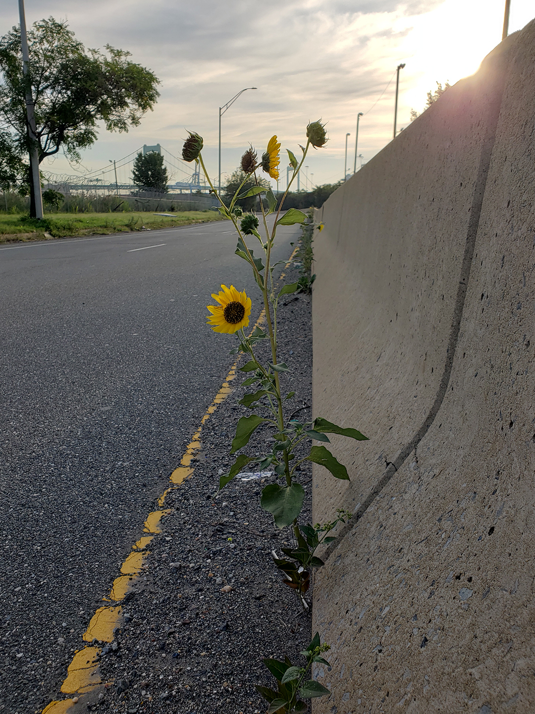 Sunflowers growing out of Columbus Boulevard
