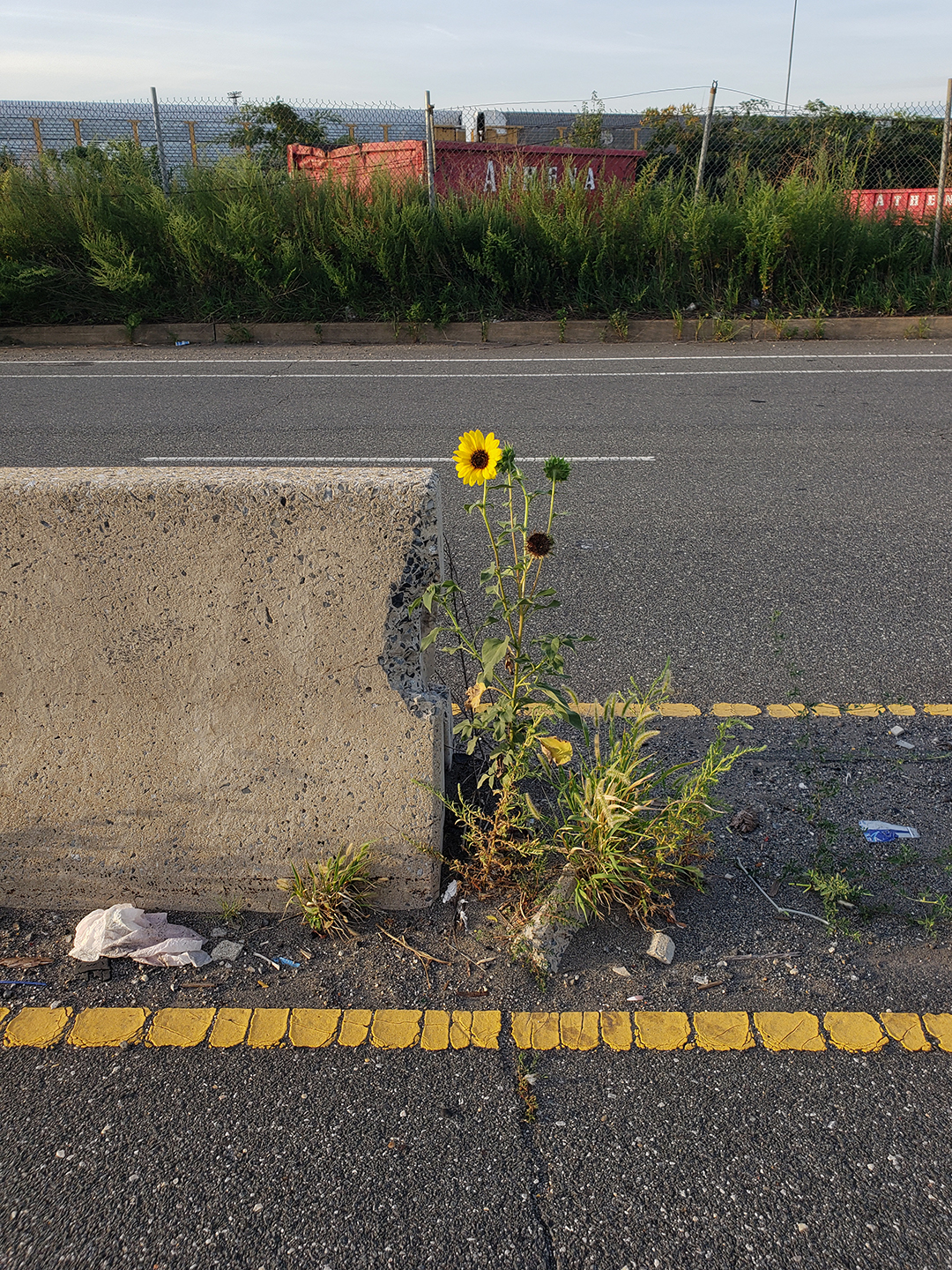 Sunflowers growing out of Columbus Boulevard