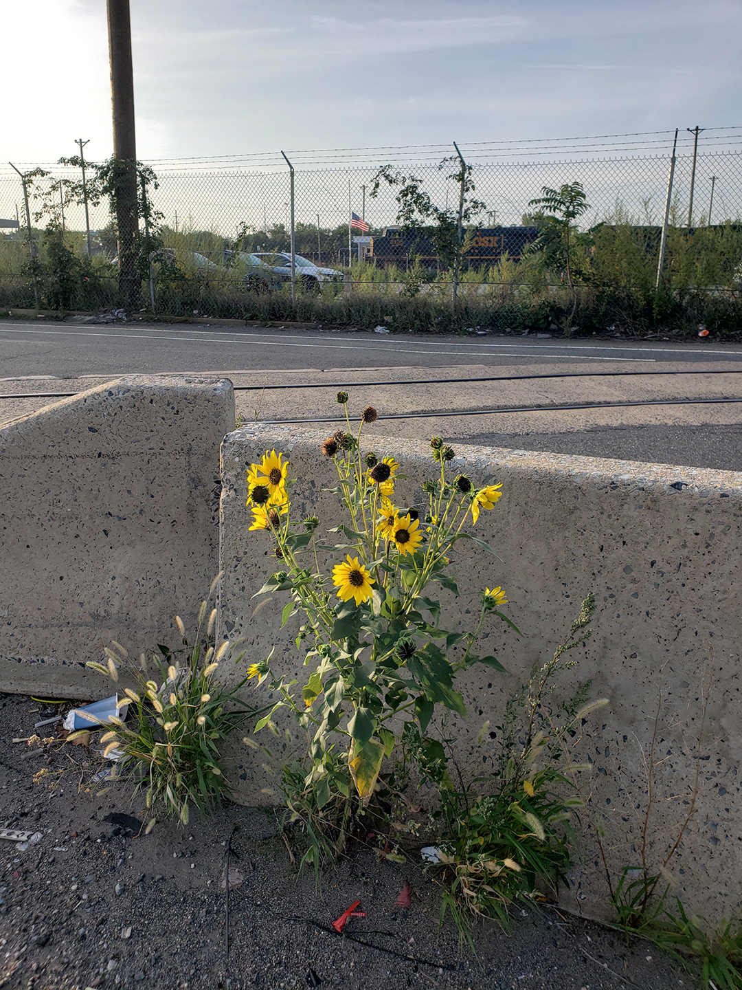 Sunflowers growing out of Columbus Boulevard