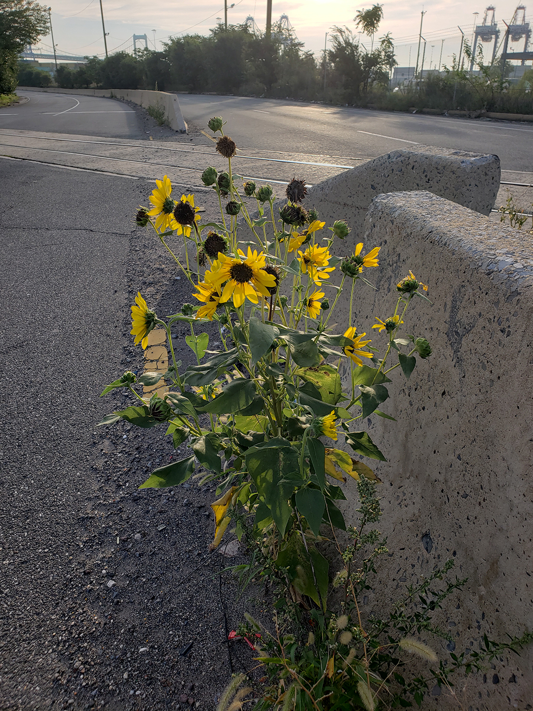 Sunflowers growing out of Columbus Boulevard