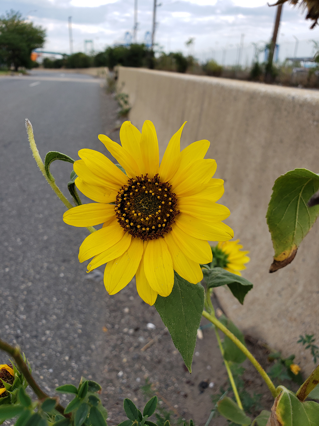Sunflowers growing out of Columbus Boulevard