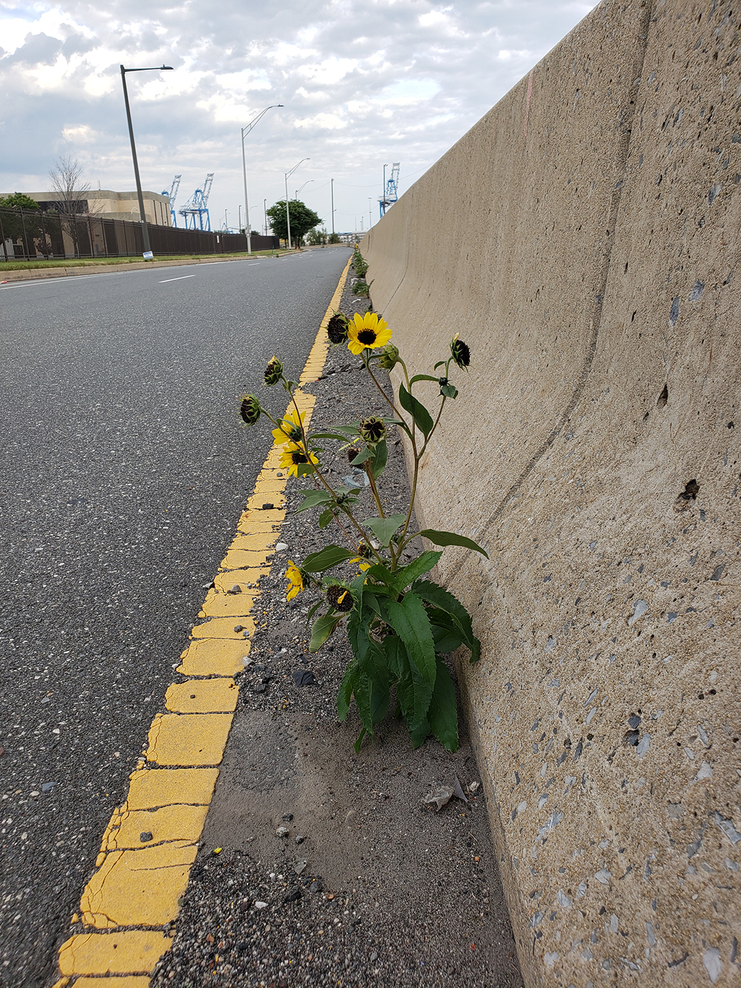 Sunflowers growing out of Columbus Boulevard