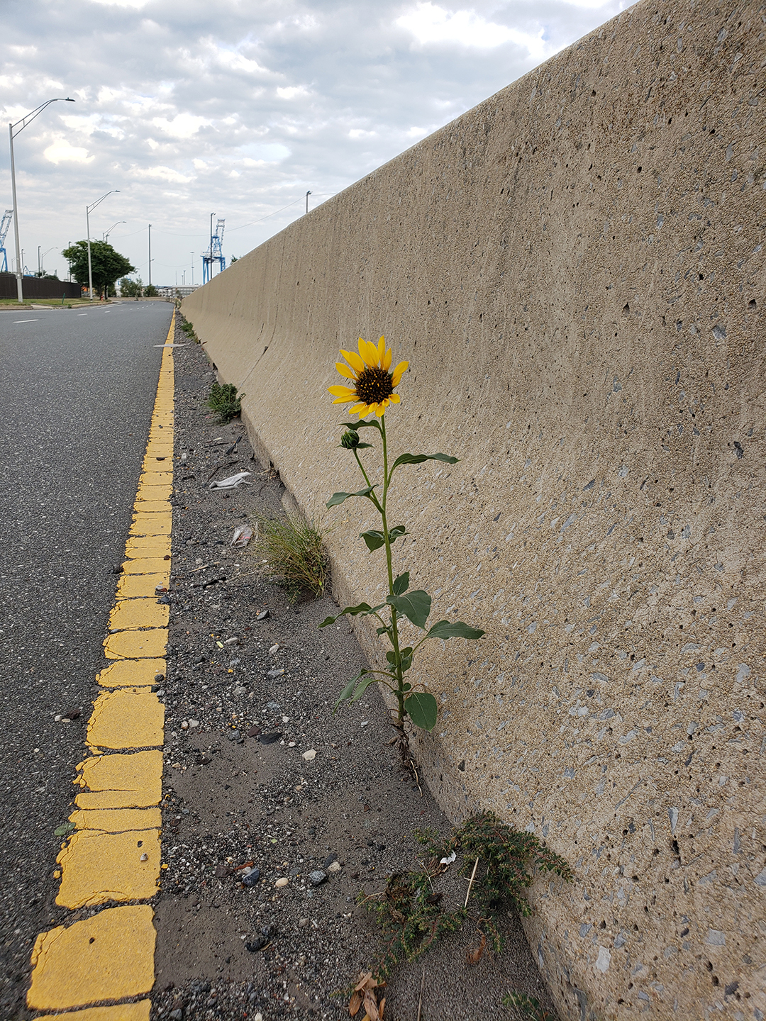 Sunflowers growing out of Columbus Boulevard