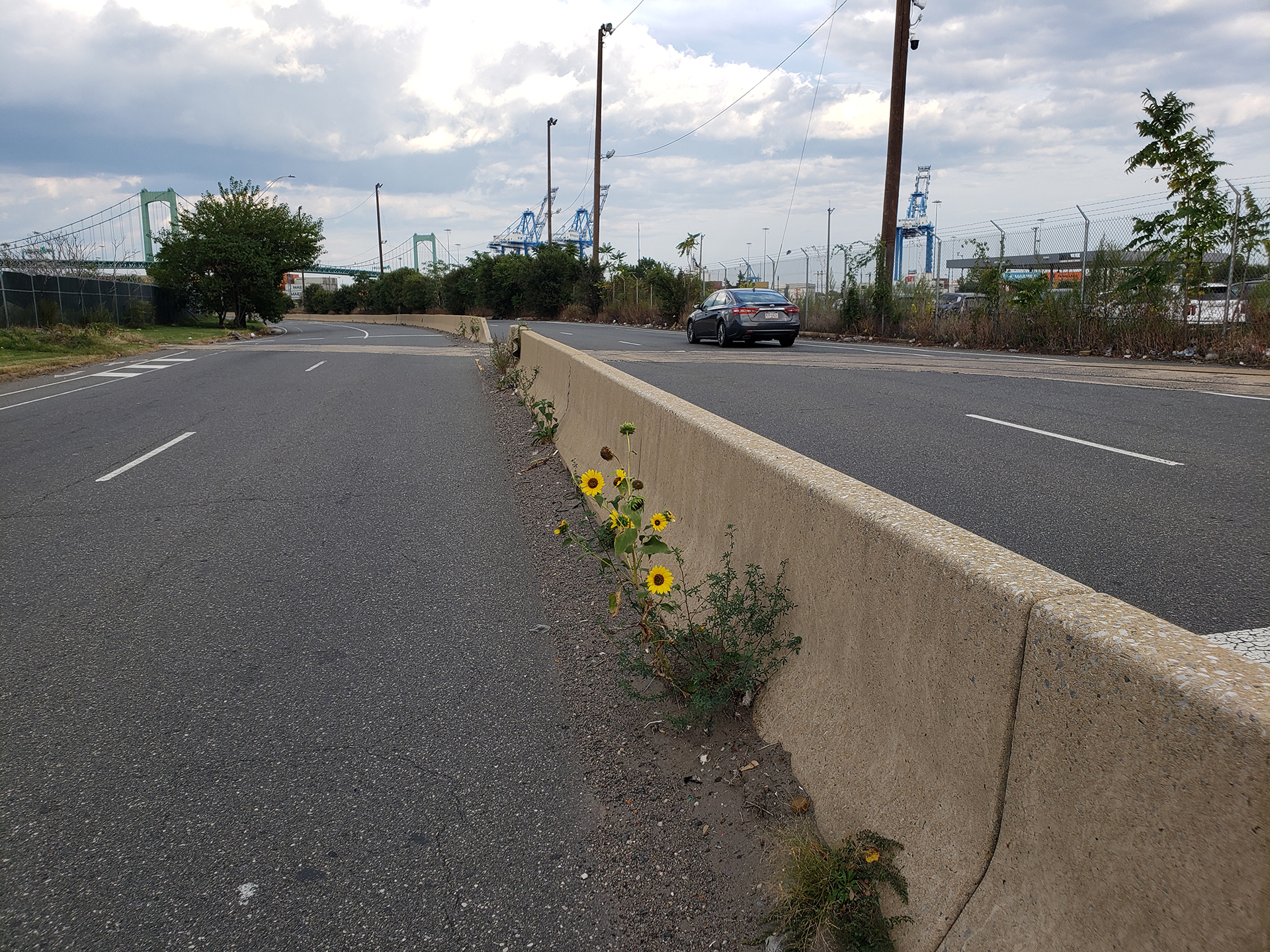 Sunflowers growing out of Columbus Boulevard
