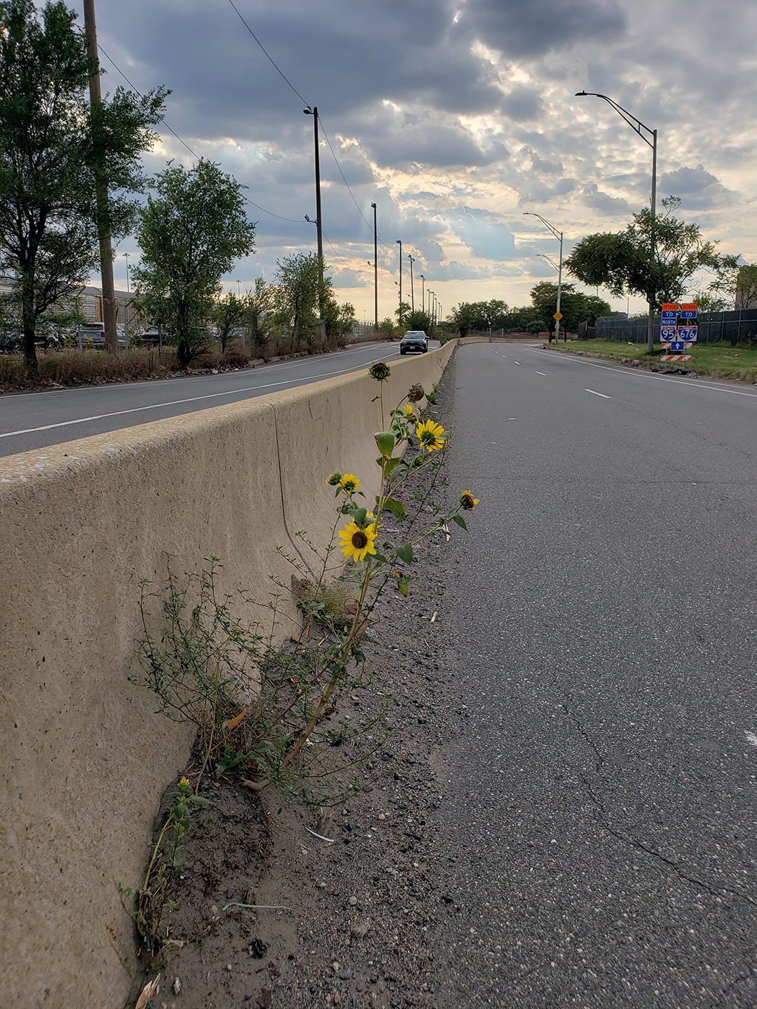 Sunflowers growing out of Columbus Boulevard
