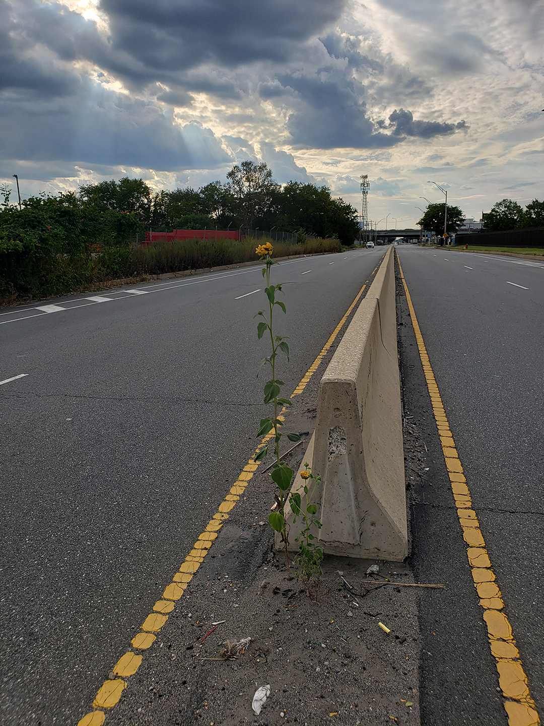 Sunflowers growing out of Columbus Boulevard