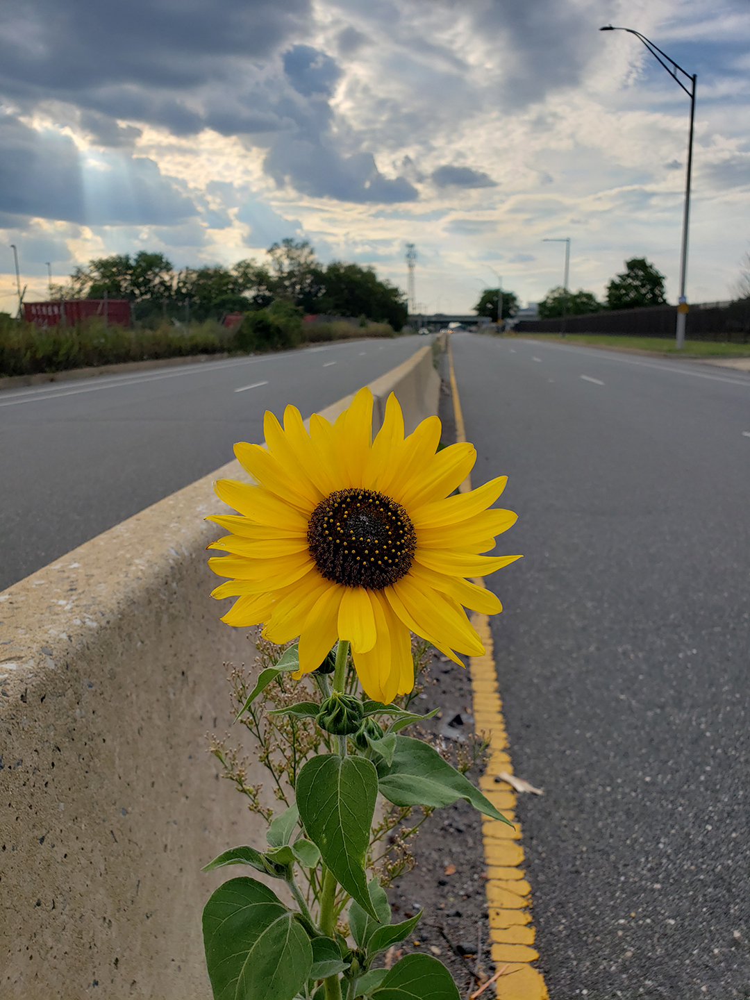 Sunflowers growing out of Columbus Boulevard