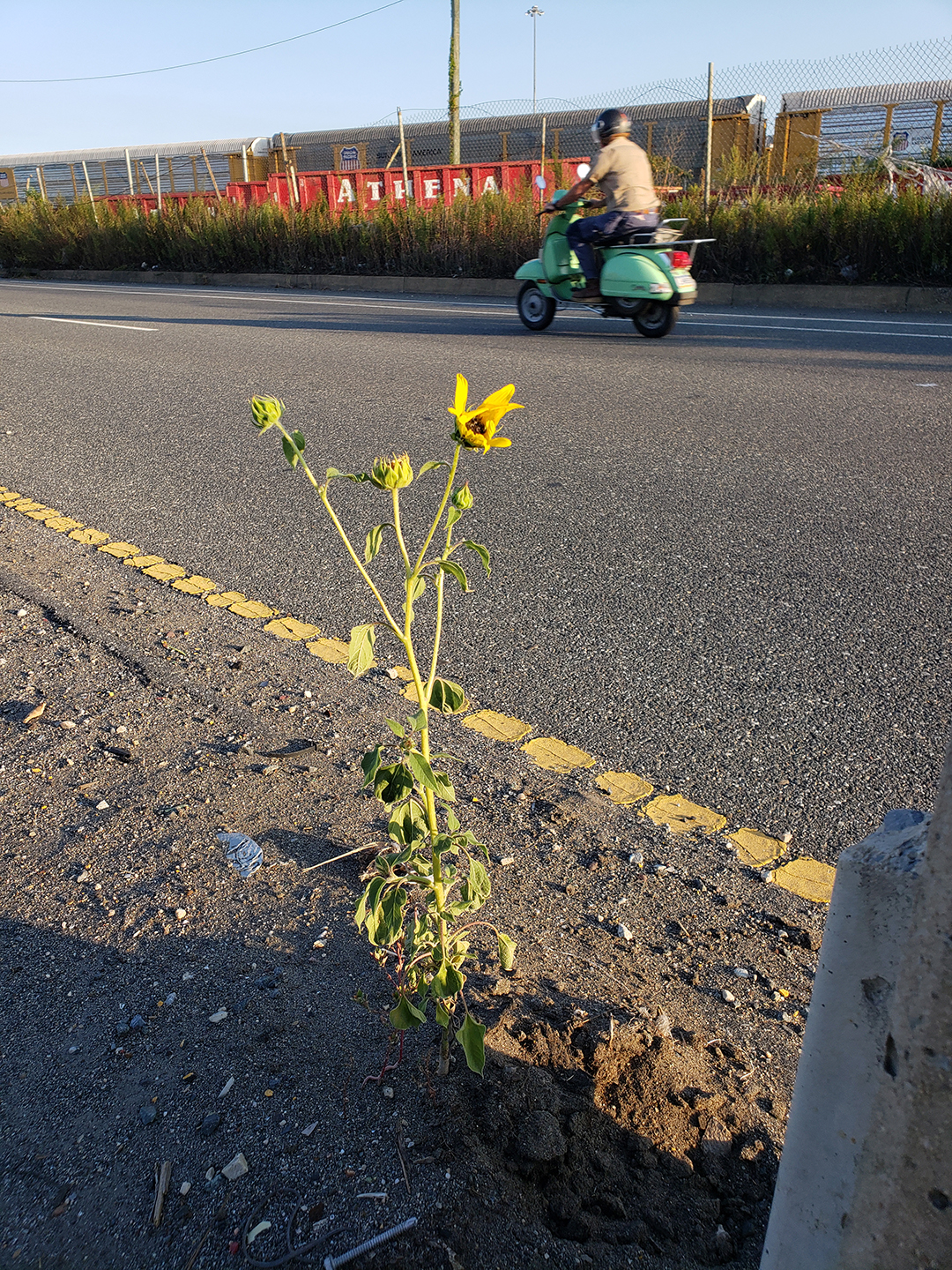 Sunflowers growing out of Columbus Boulevard