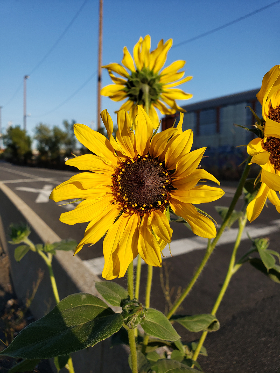 Sunflowers growing out of Columbus Boulevard