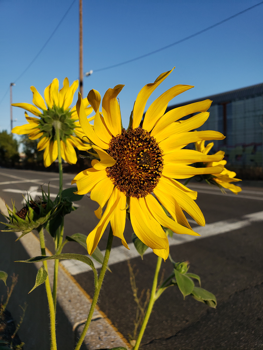 Sunflowers growing out of Columbus Boulevard