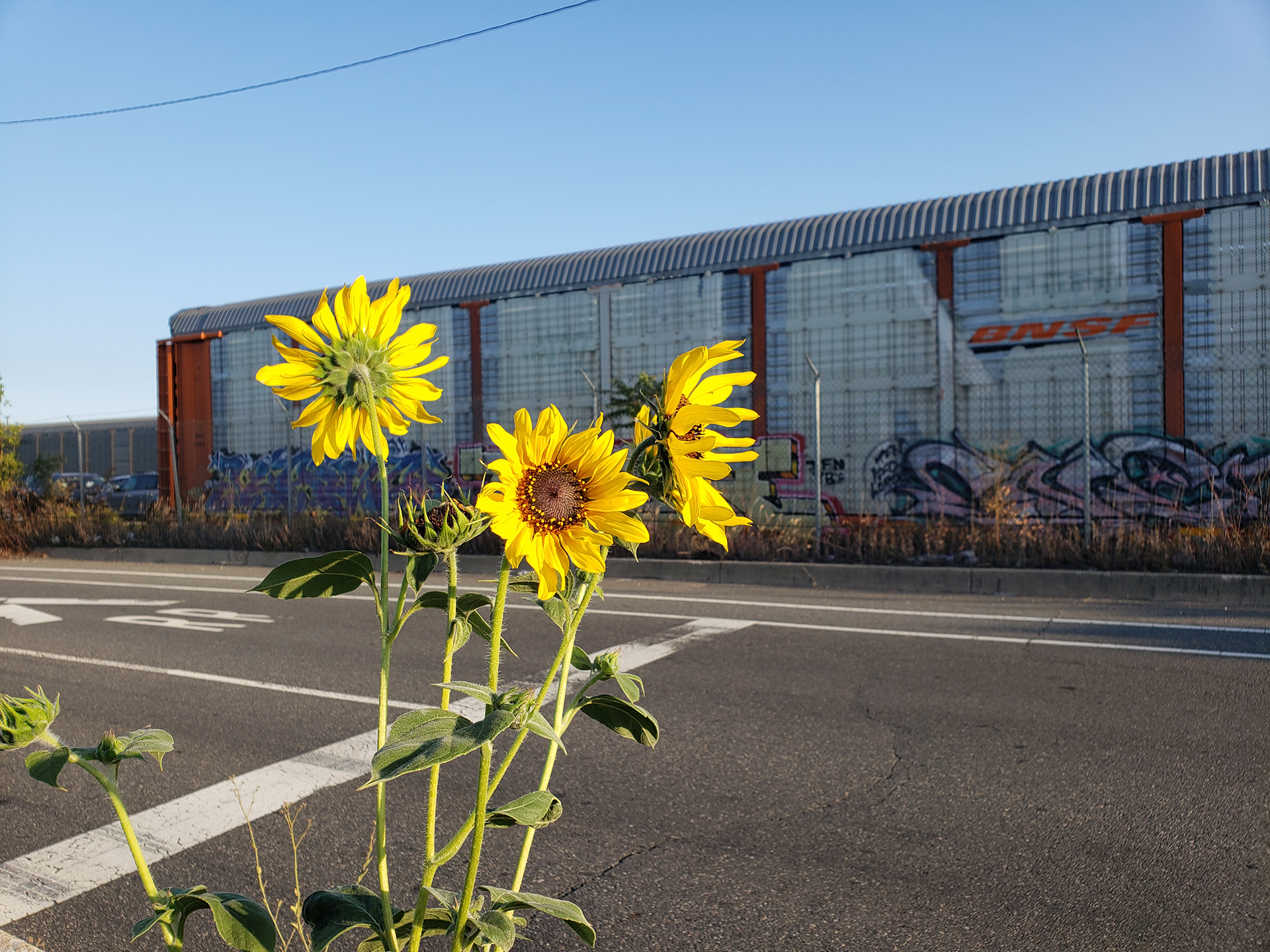 Sunflowers growing out of Columbus Boulevard