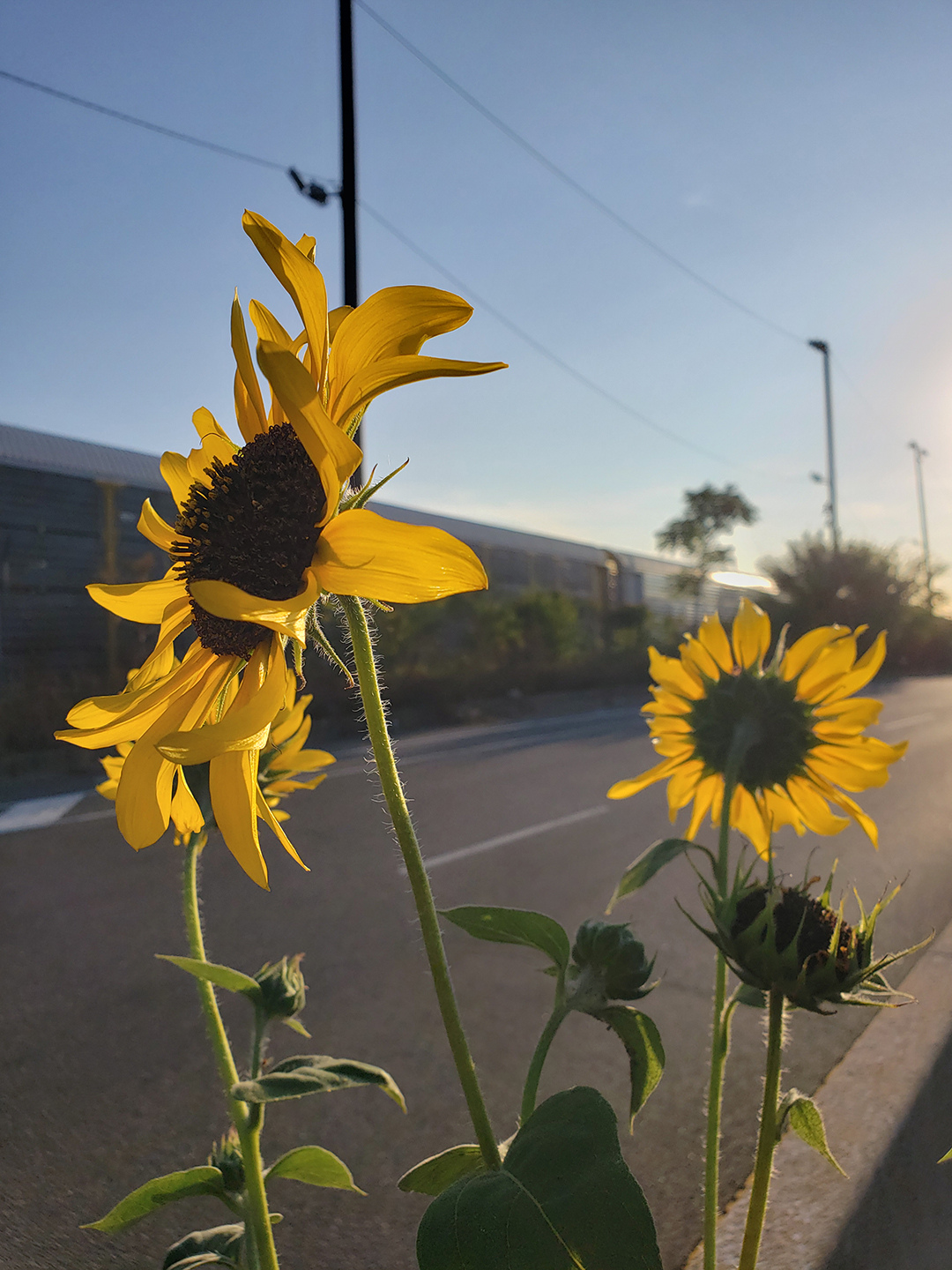 Sunflowers growing out of Columbus Boulevard