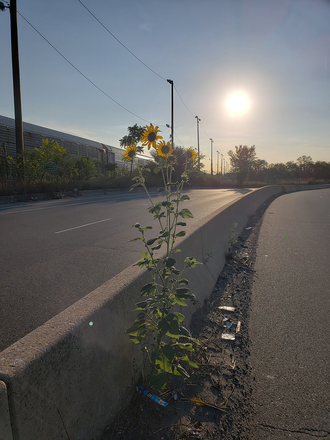 Sunflowers growing out of Columbus Boulevard