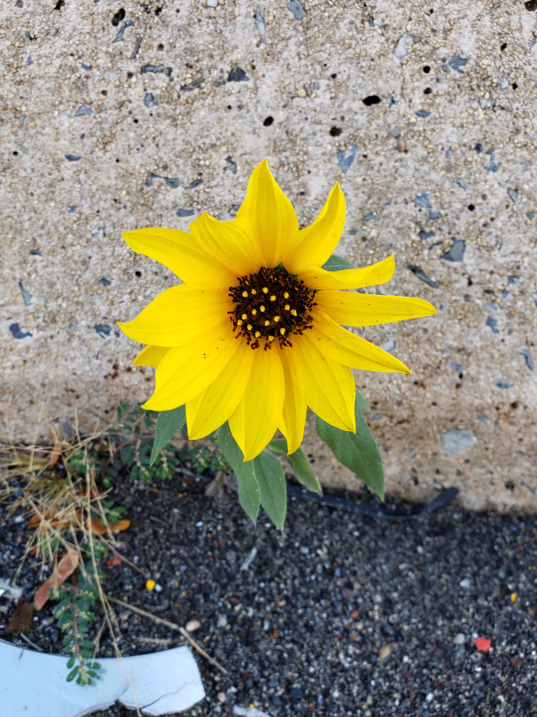 Sunflowers growing out of Columbus Boulevard