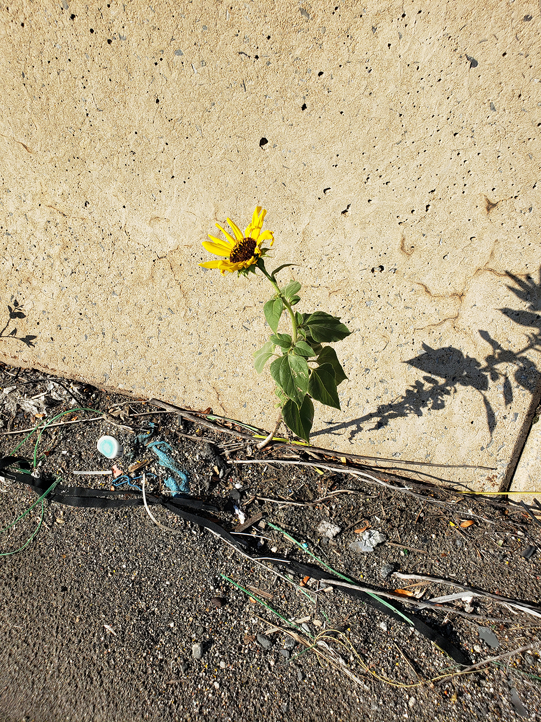 Sunflowers growing out of Columbus Boulevard