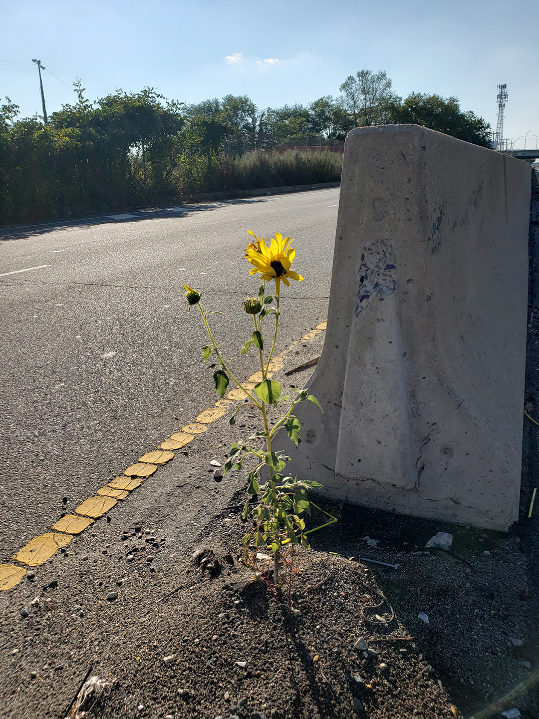 Sunflowers growing out of Columbus Boulevard