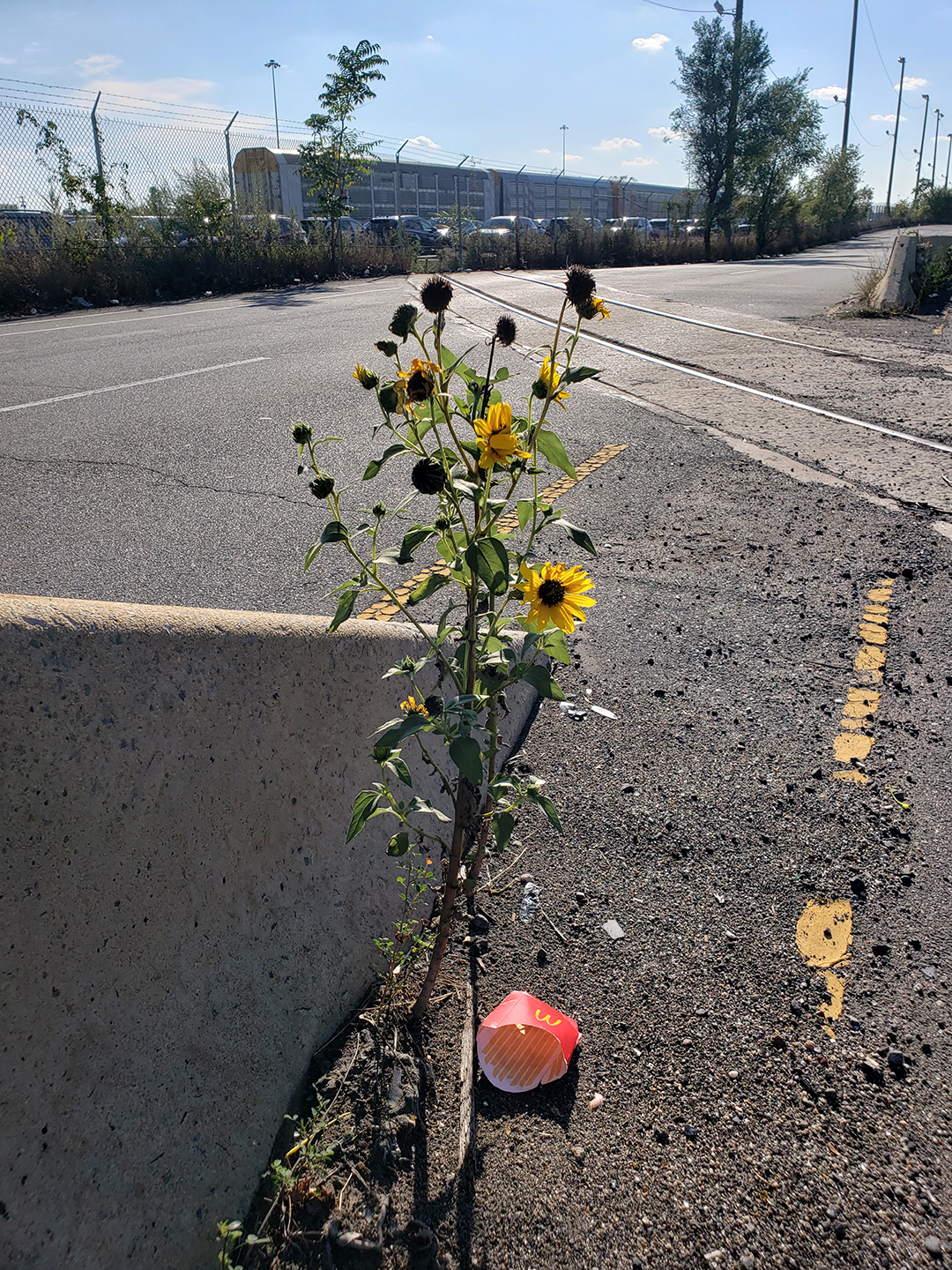 Sunflowers growing out of Columbus Boulevard