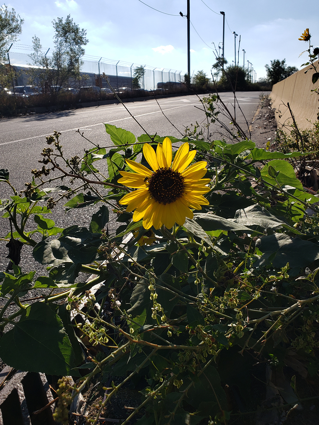 Sunflowers growing out of Columbus Boulevard